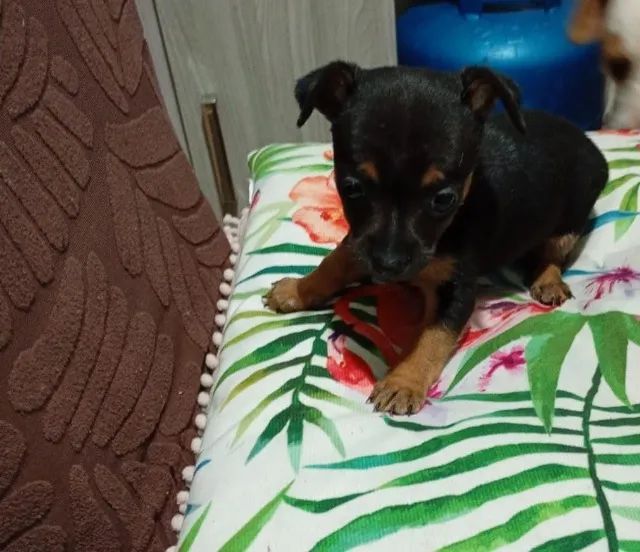 Vendo pintcher femea 45 dias - Foto 2