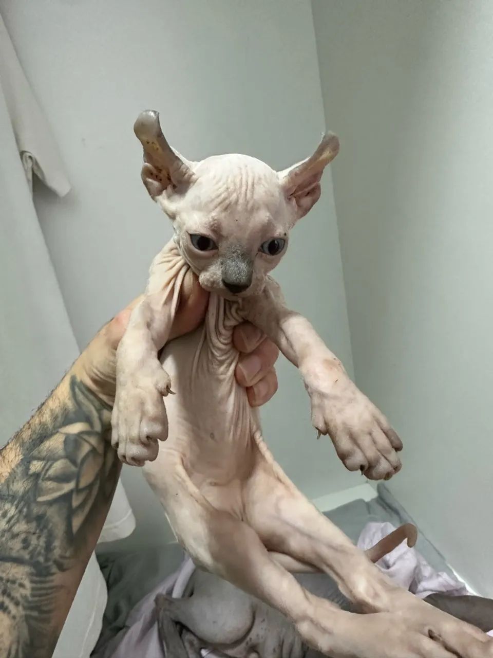 Sphynx  - Foto 2
