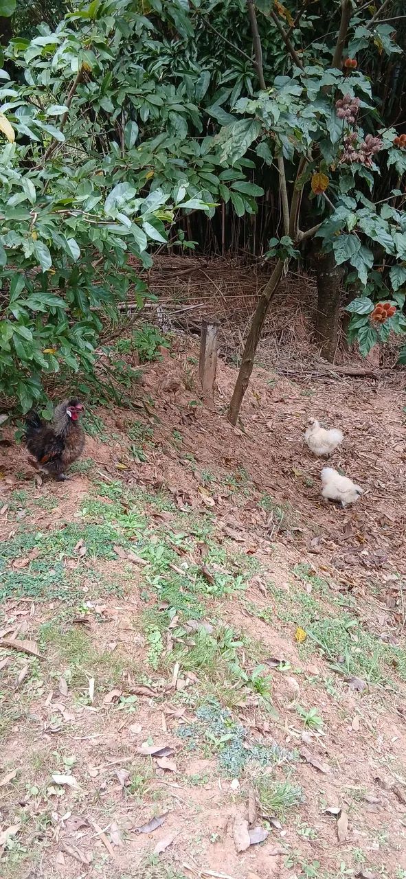 Galinhas Sedosas do Japao - Foto 2