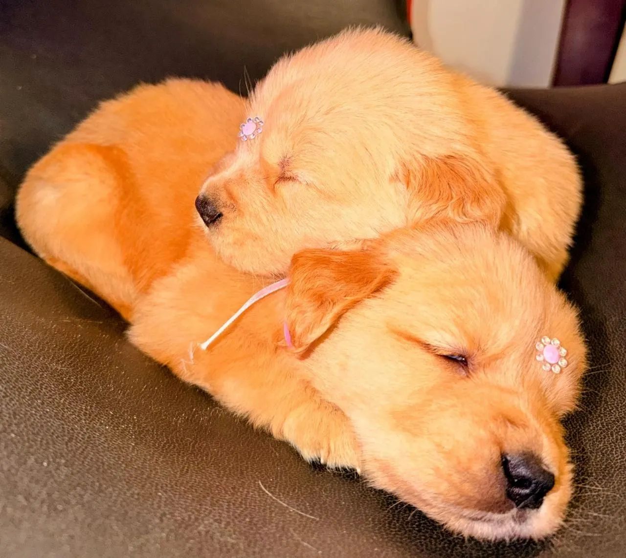 Golden Retriever, microchipados e pais com pedigree  - Foto 4