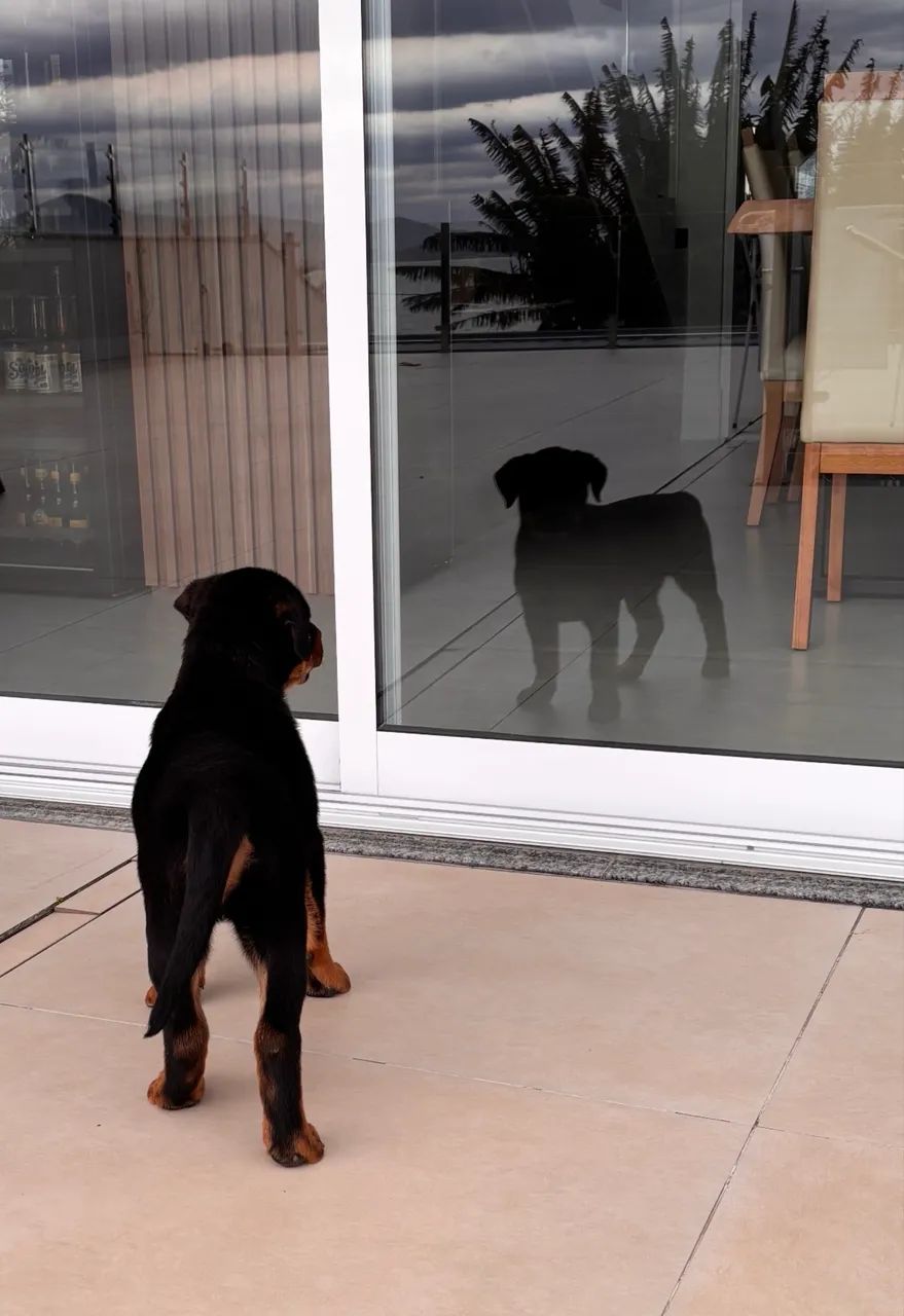 Rottweiler fêmea - Foto 4