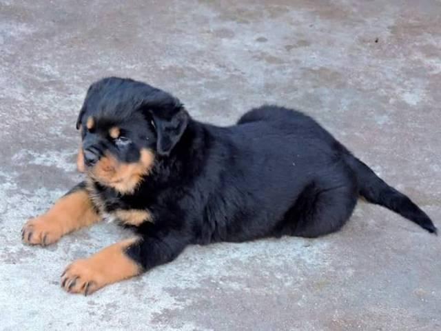 Filhotes Machos de Rottweler a pronta entrega com Pedigree Cbkc - Foto 4