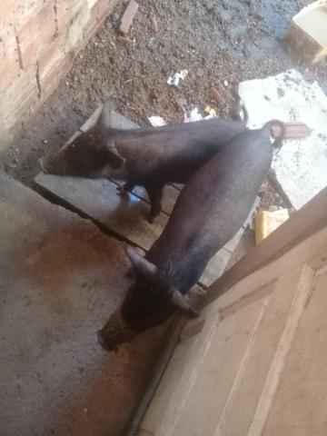 Vendo os dois porco 8 kg pra 10 kg - Foto 3