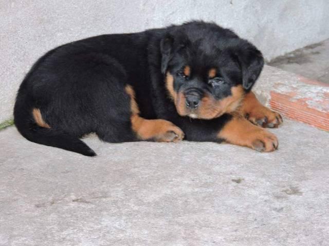 Filhotes Machos de Rottweler a pronta entrega com Pedigree Cbkc - Foto 3
