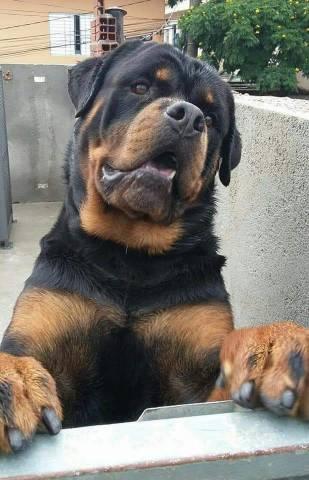 Filhotes Machos de Rottweler a pronta entrega com Pedigree Cbkc
