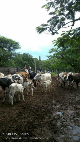 Fazenda Para Gado Ipameri-Go! - Foto 16