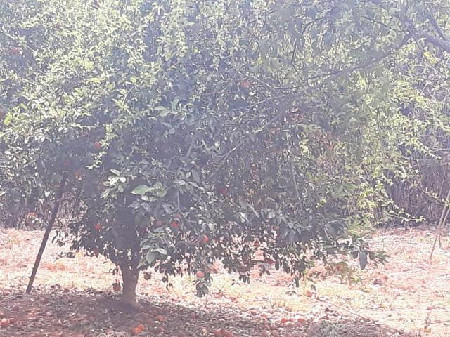3 lotes em esmeraldas - Foto 7