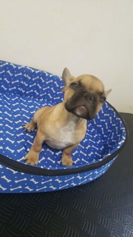 Bulldog Frances - Macho e Femeas - registrados - Foto 2