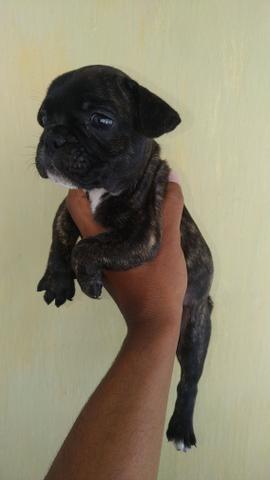 Bulldog francês - Foto 3