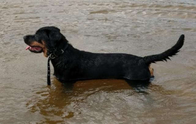 Rottweiler filhotes - Foto 4
