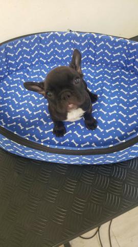 Bulldog Frances - Macho e Femeas - registrados - Foto 5