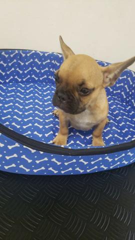 Bulldog Frances - Macho e Femeas - registrados - Foto 3