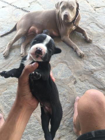 Filhotes de pitbull leia a descrição - Foto 2