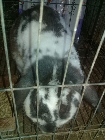 Mini lop macho adulto / Viamão - Foto 2