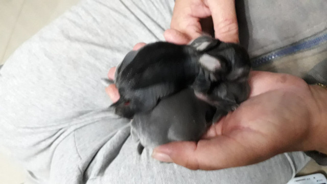 Mini lion