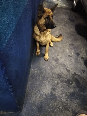 Vendo fêmea de capa preta pelo curto