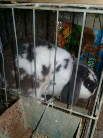 Mini lop macho adulto / Viamão