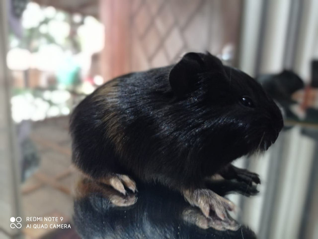 Porquinhos da india - Foto 4