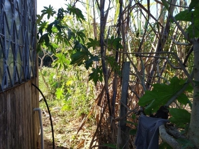 Velleda oferece terreno com casa simples, a 1 km da RS040, de barbada - Foto 10