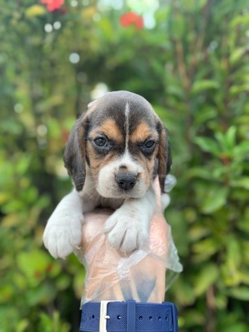 Beagle, adquira hoje mesmo o seu amor de 4 patas!