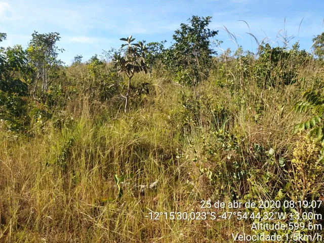 Fazenda 300 alqueires Paranã - TO pega 70% em trama