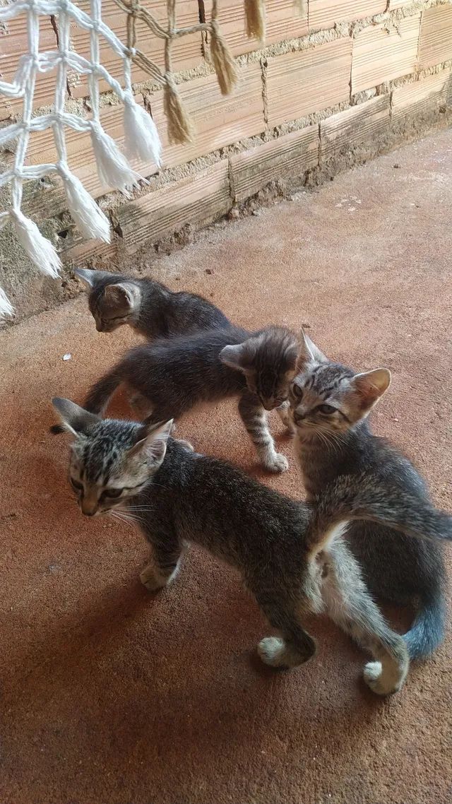 Estou doando meus gatos - Foto 6
