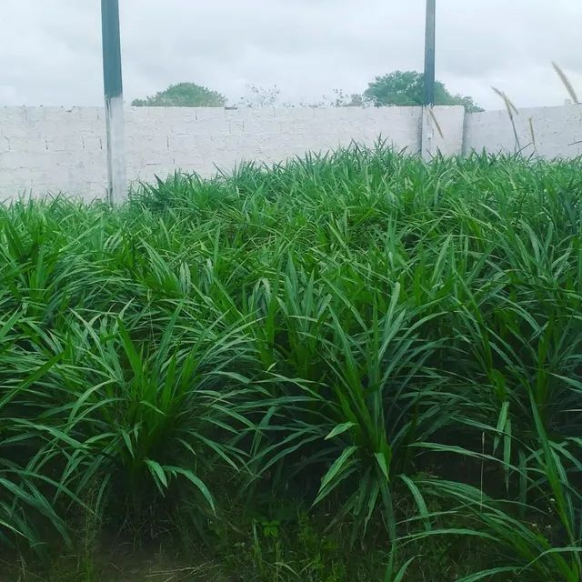 Vendas Capim kurumi  - Foto 3