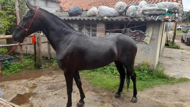 Jovem de camisa descansando em cavalo marrom depois de cavalgar