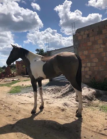 A venda potra mestiça de Campolina 