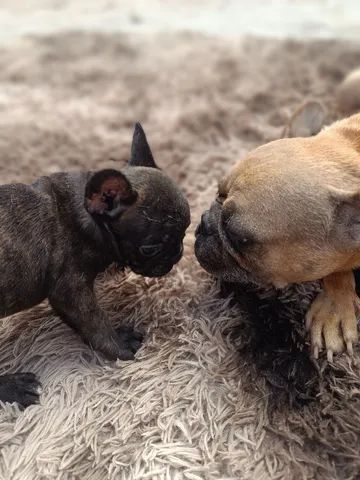 FILHOTES DE BULDOGUE FRANCÊS R$1300 - Foto 5