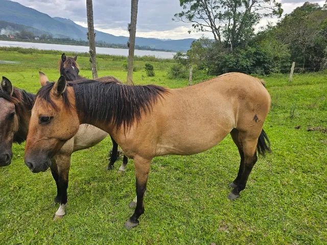 A Neta do famoso BUTIÁ OLODUM Egua Crioulo Registrada e prenha - Foto 2