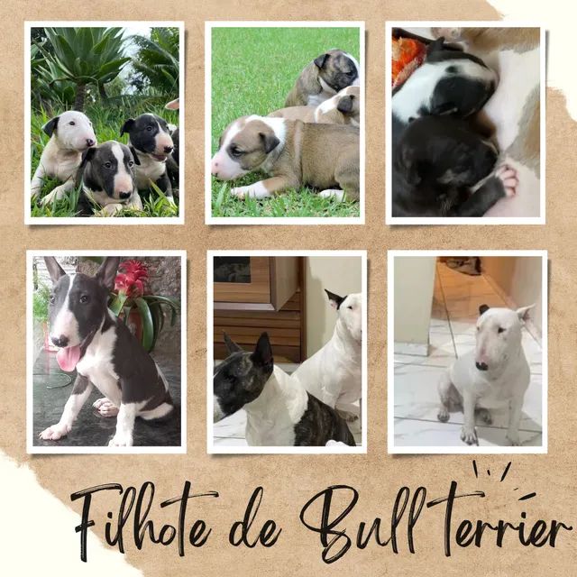 Promoção bull sale terrier