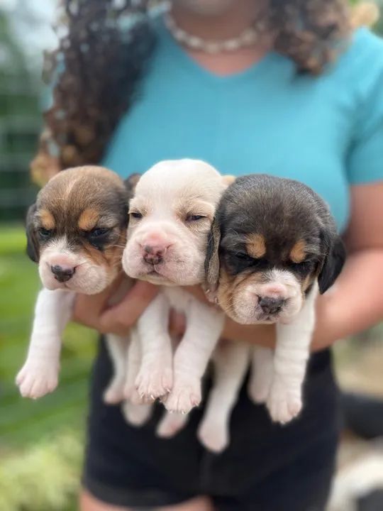 Vende se filhote de beagle  - Foto 4