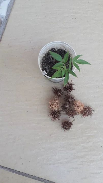 Sementes de Cajarana para caqueiro ou jardim  - Foto 3