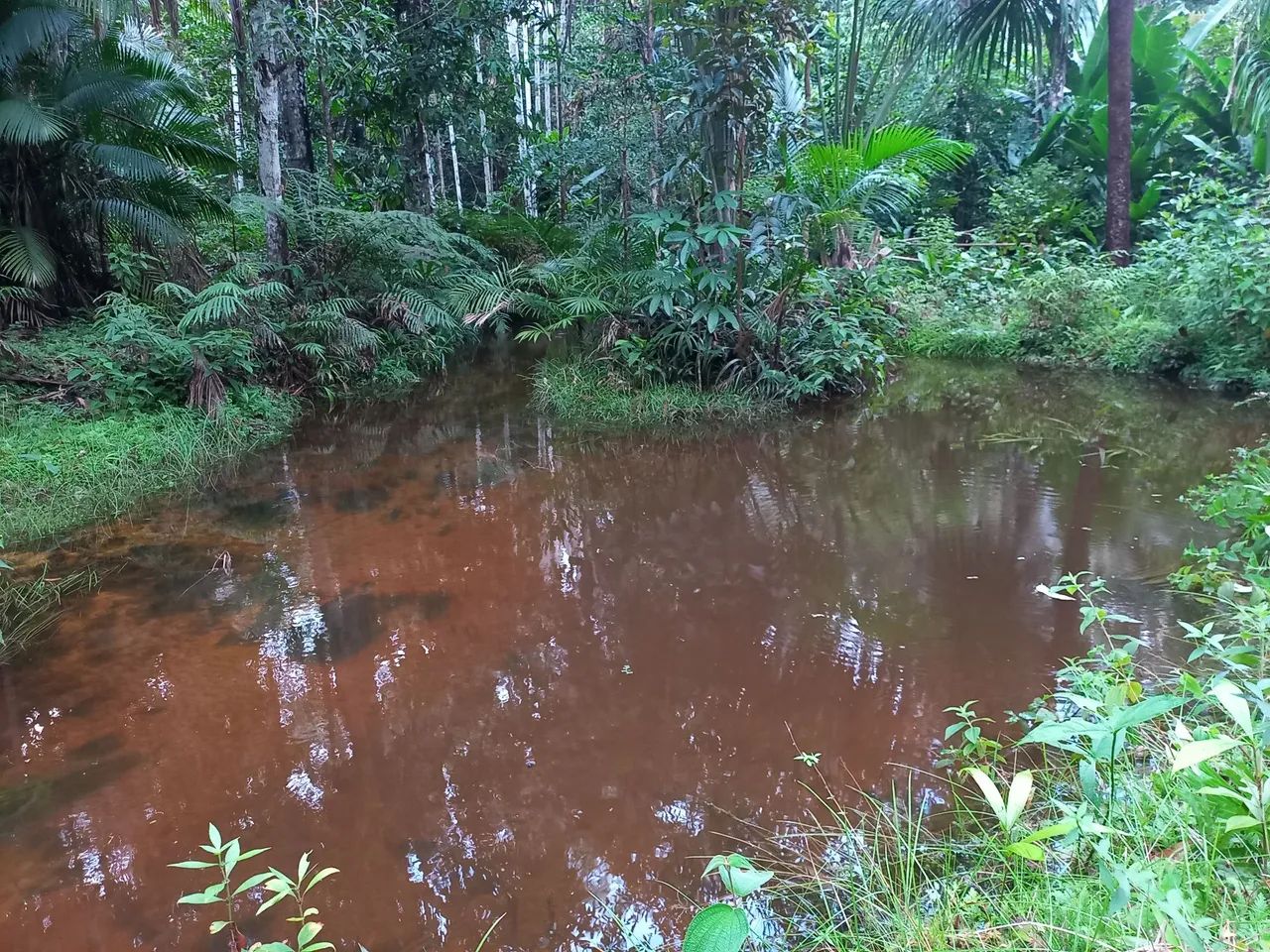 foto - Manaus - Área Rural de Manaus