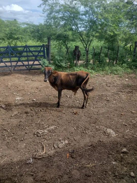 vendem-se 05 bezerros - Foto 2