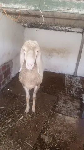 CARNEIRO BERGAMACIA PURO - Foto 3