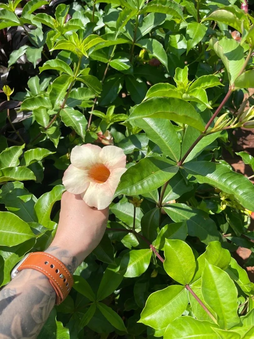 Mudas de Alamanda Amarela, Rosa e Roxa. Flores Lindas e Vibrantes! - Foto 3