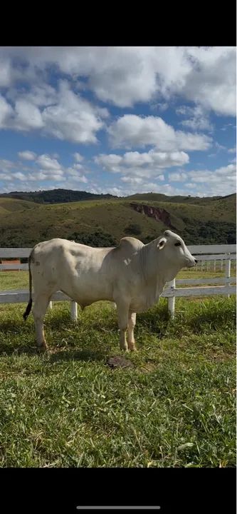 Touro Nelore - Tourinho PO - Foto 2