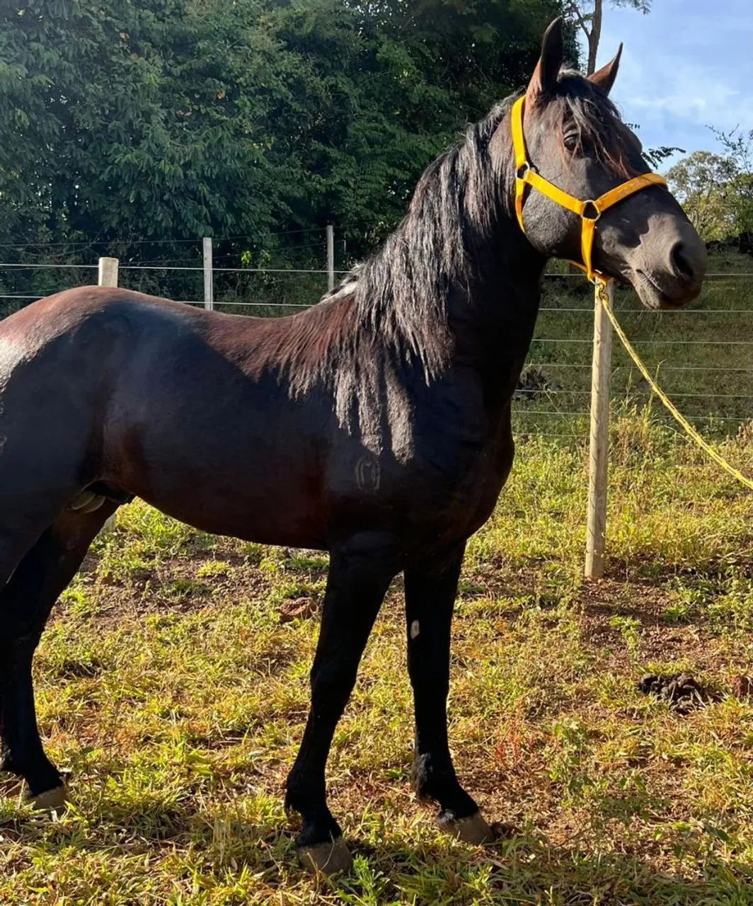 CAVALO GARANHÃO MANGALARGA REGISTRADO - Foto 2