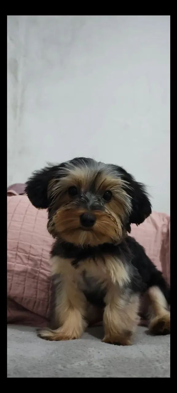 Yorkshire Mini (macho) 7 meses64309469792130124