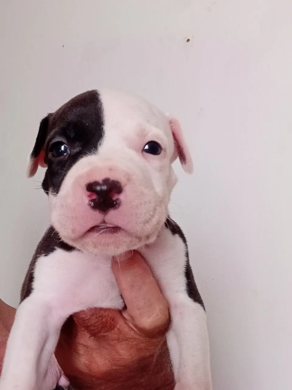 Filhote Pitbull