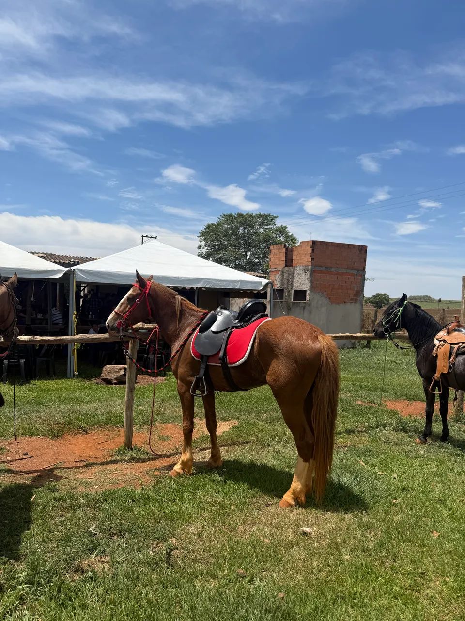 Cavalo mangalarga paulista  - Foto 3