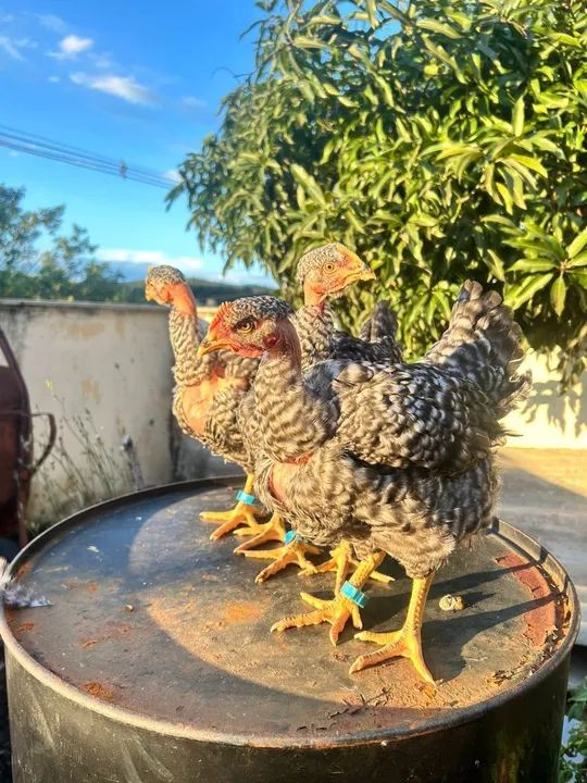 Pescoço pelado pedrês, Label rouge pedrês, frangas . - Foto 2