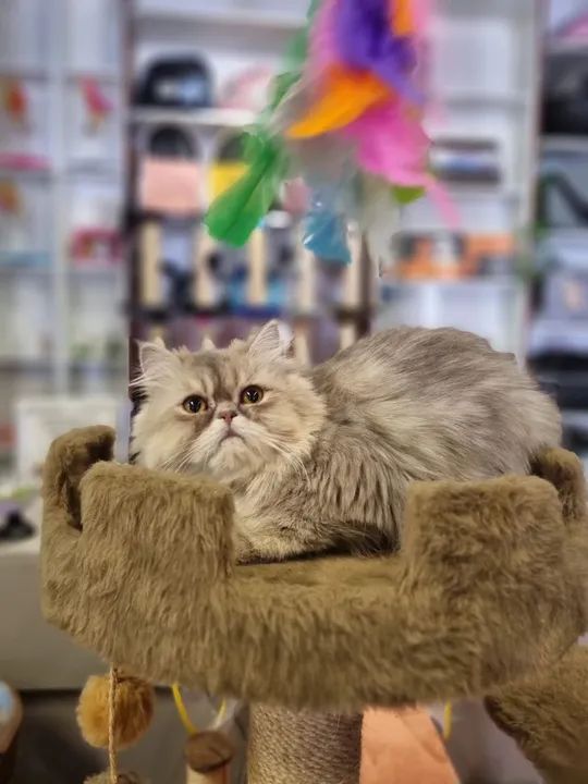 Gatos PERSA para venda