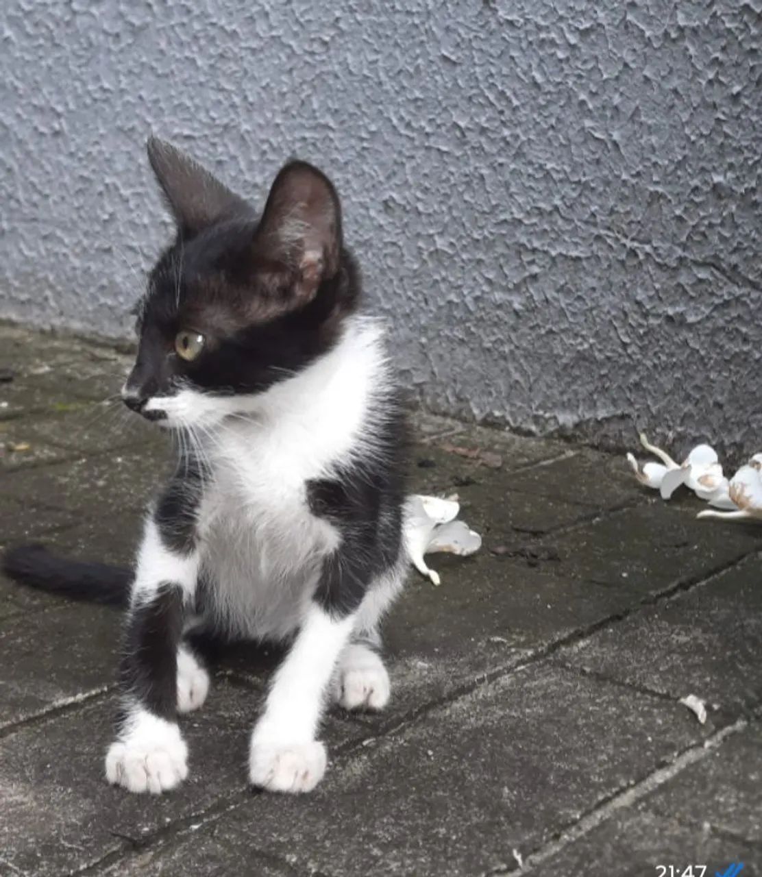 Dois Gatinhos um preto e outro preto e  branco disponível para adoção - Foto 2