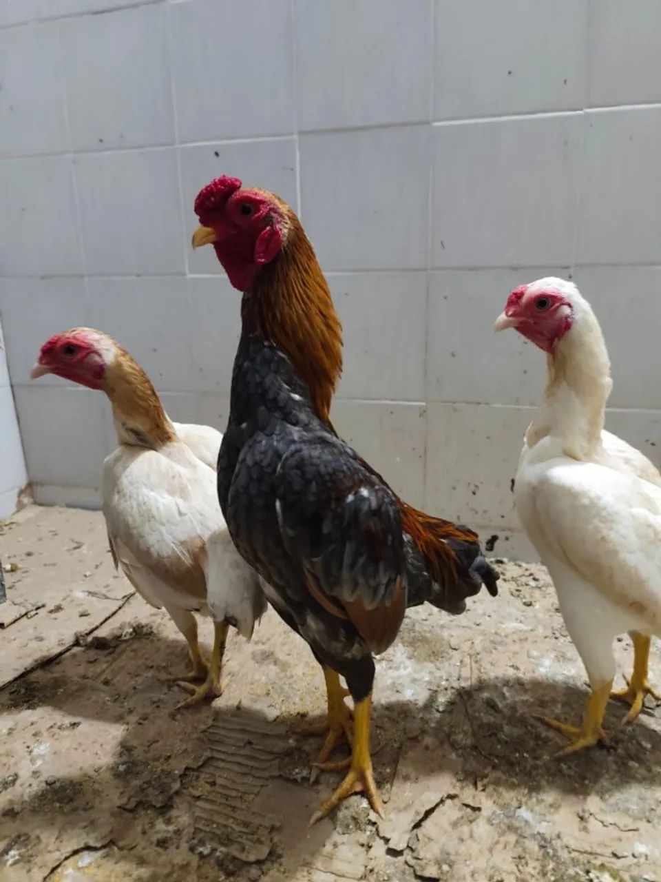 Pintos e frangos da raça Koshamo. - Foto 6