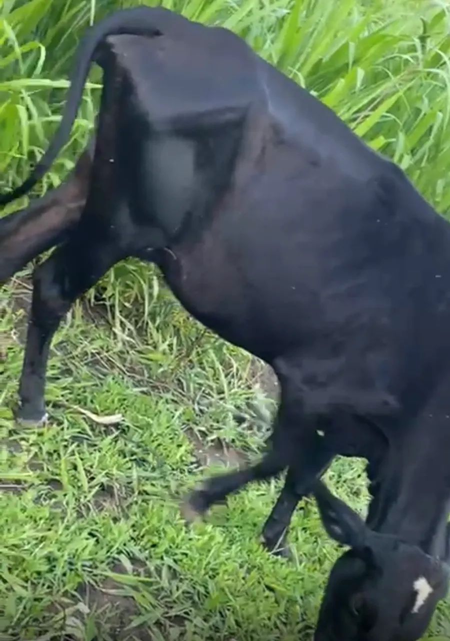 3 vacas a venda  - Foto 3