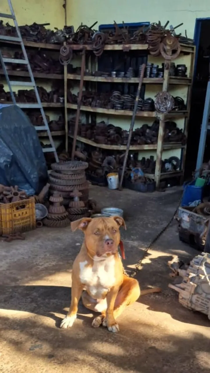 Pitbull American s. terrier - Macho Adulto - manso disponível para cruzar