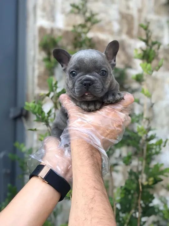 Bulldog Frances trabalhamos com mais de 20 raças.